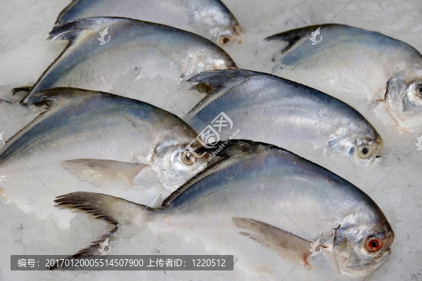 魚在冰