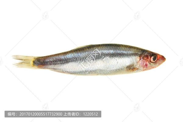 鯡魚