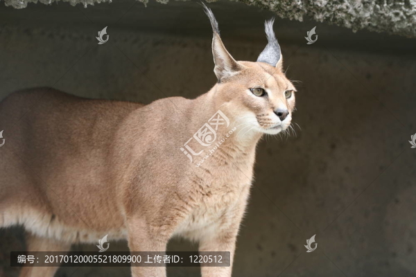 天貓