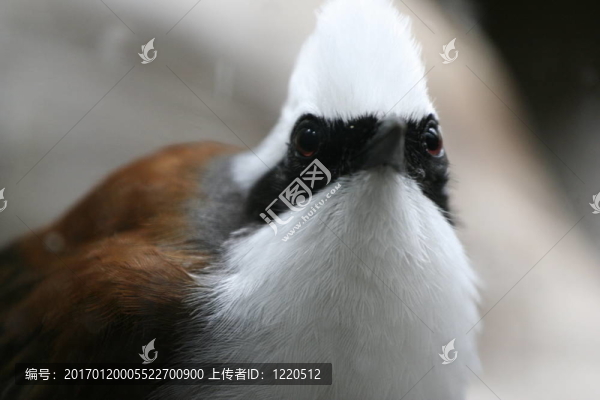 鳥(niǎo)