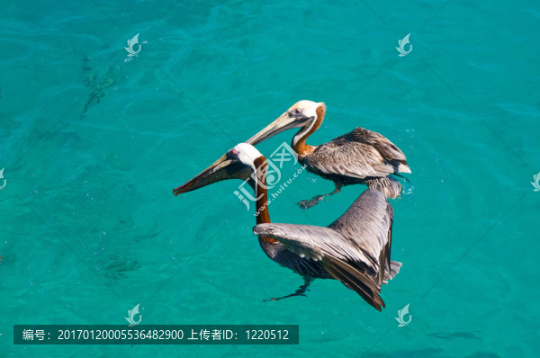 兩浮鵜鶘