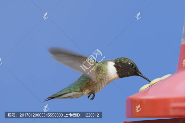 紅寶石喉蜂鳥在饋線