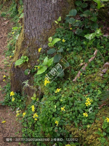 森林里的樹干周圍的葉子