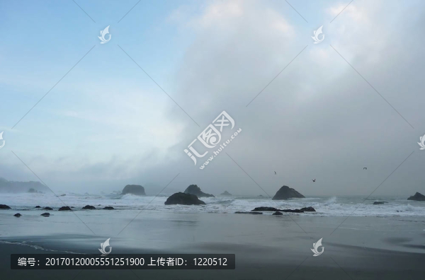 鳥兒翱翔在俄勒岡沿海霧664a