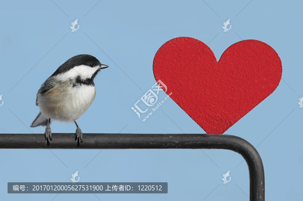 鳥(niǎo)的心