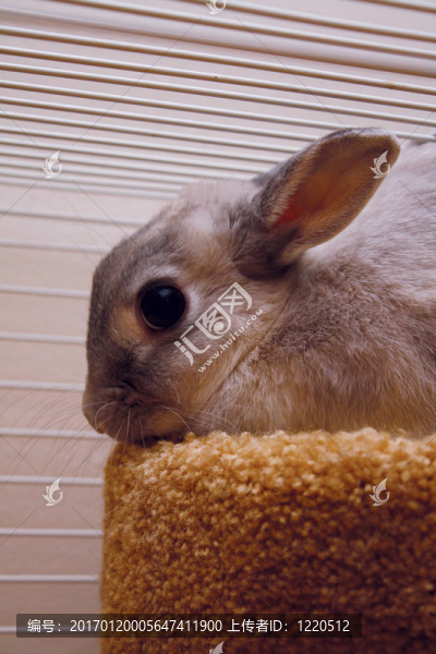 悲傷的兔子的囚犯