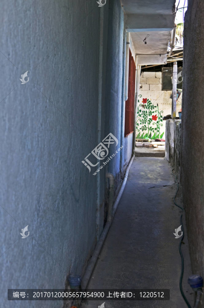 彩繪玫瑰園；垂直