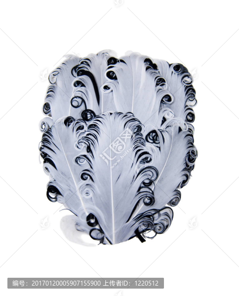 黑白卷曲的羽毛