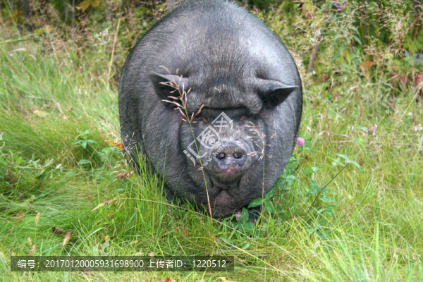 黑豬-匯圖網(wǎng) www.fosd68.com 黑豬