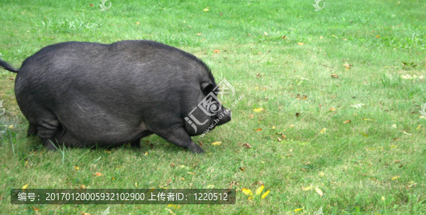 黑豬
