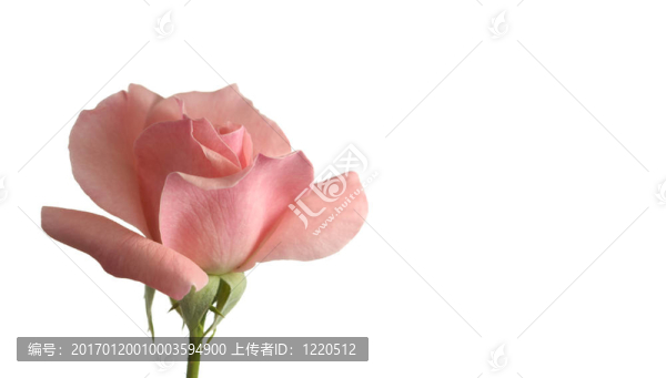 軟粉紅情人玫瑰花