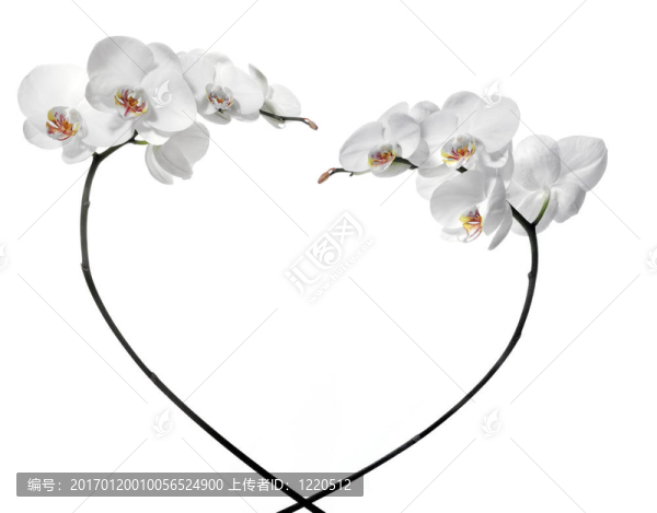 白色白色蘭花。