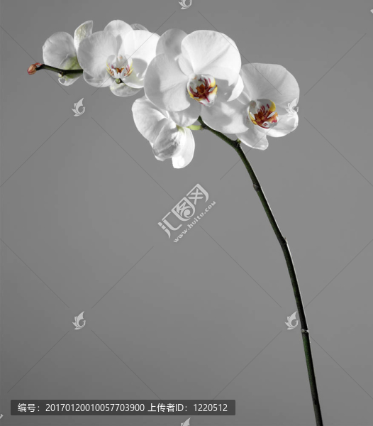 美麗的白蘭花