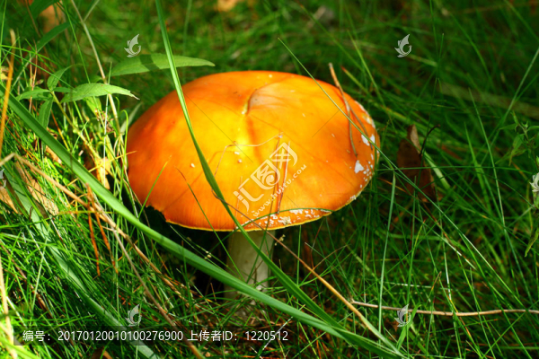 鵝膏菌