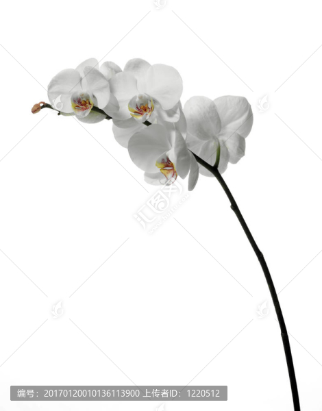 白色的白色蘭花。