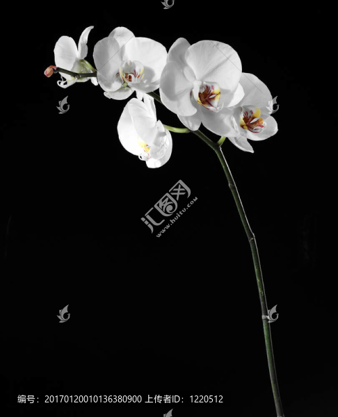 美麗的白蘭花