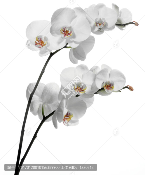 白色白色蘭花。