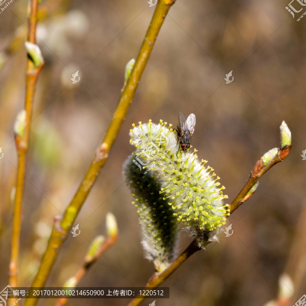 春天的開(kāi)始