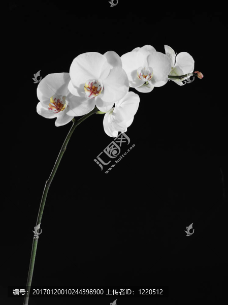 美麗的白蘭花
