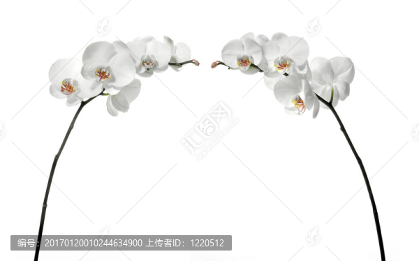 白色白色蘭花。