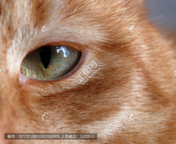 貓的眼睛