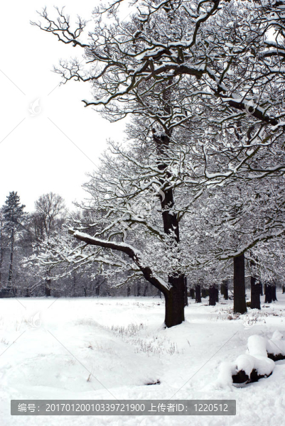 樹上的積雪