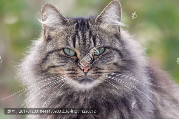 荒涼的貓