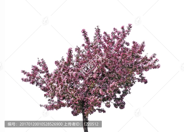 盛開的梅花樹；分離