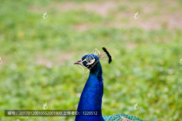 孔雀