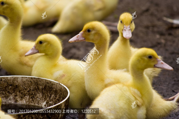 小鴨子