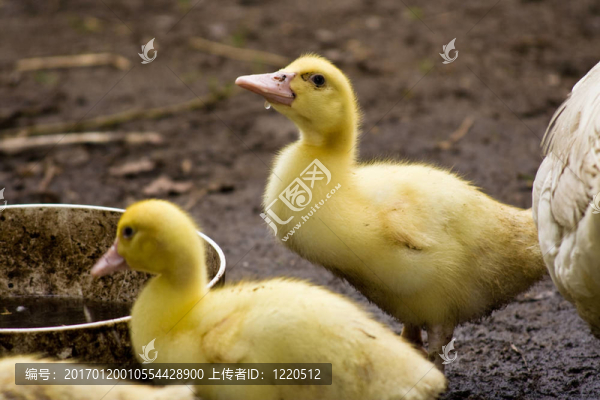 小鴨子