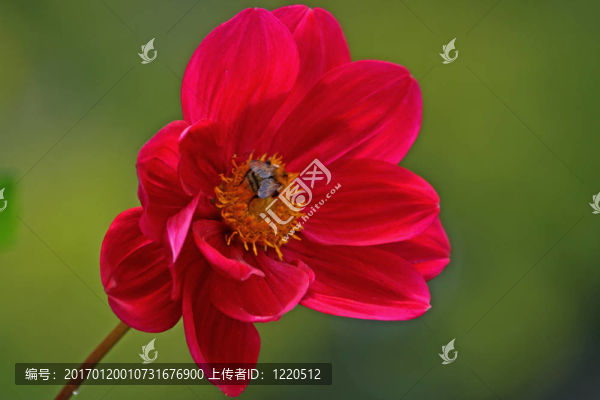 蜜蜂在大麗花
