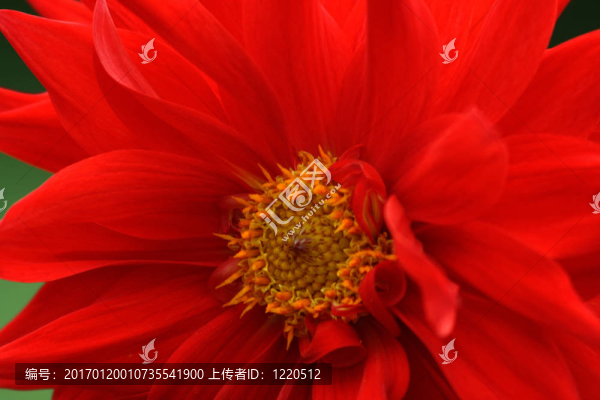 大麗花
