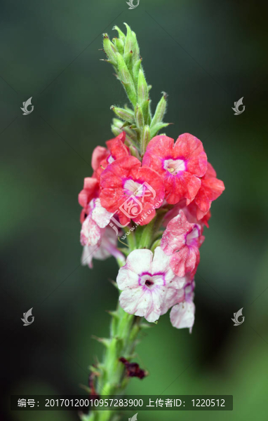 花色鮮艷的紅色和黃色的花