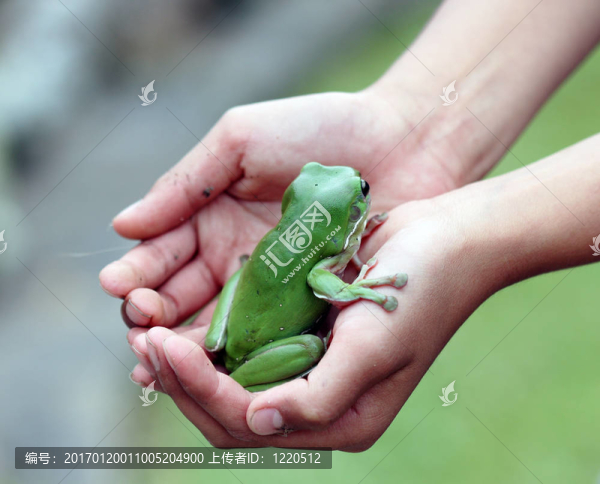 一只綠色的樹蛙