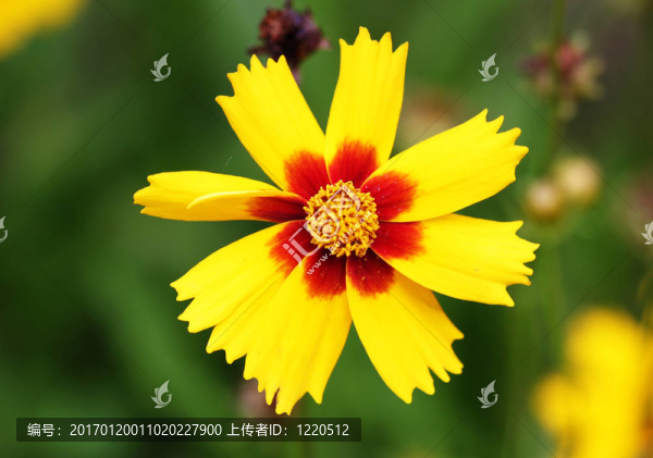 花色鮮艷的紅色和黃色的花