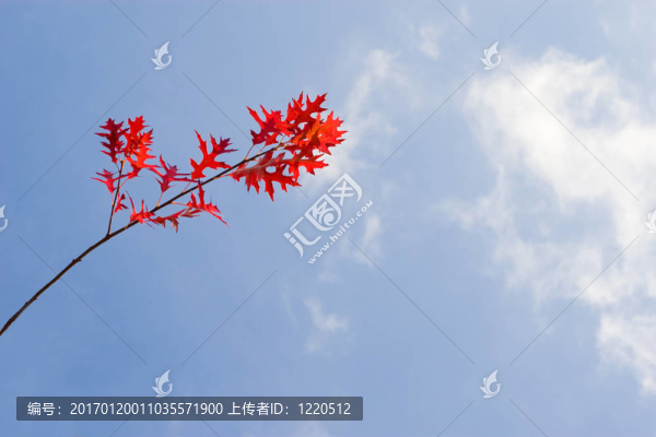 藍天下的紅橡樹