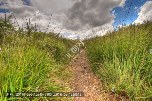在一個野生的路徑