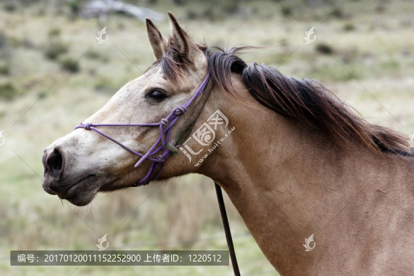 澳大利亞馬布什