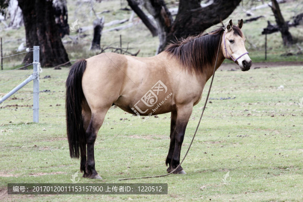 澳大利亞馬布什