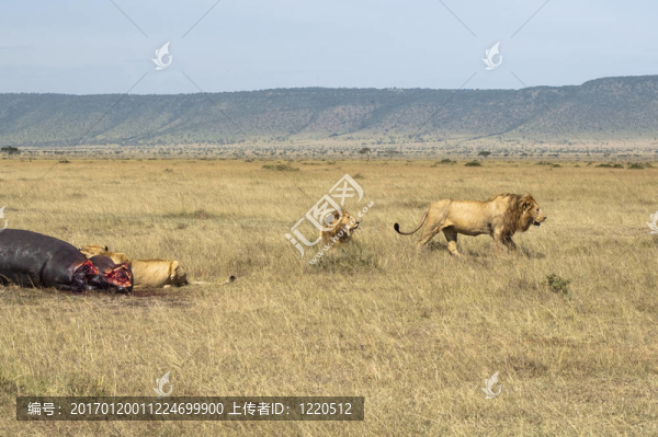 獅子驕傲共享河馬殺死