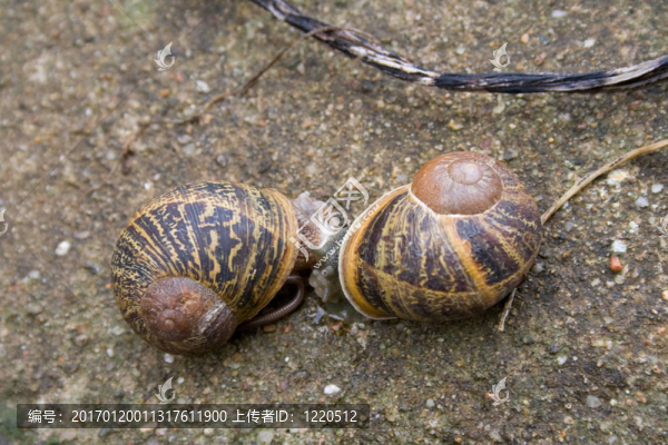 兩只蝸牛