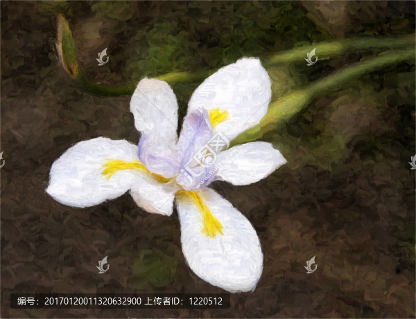 周莉莉或非洲鳶尾