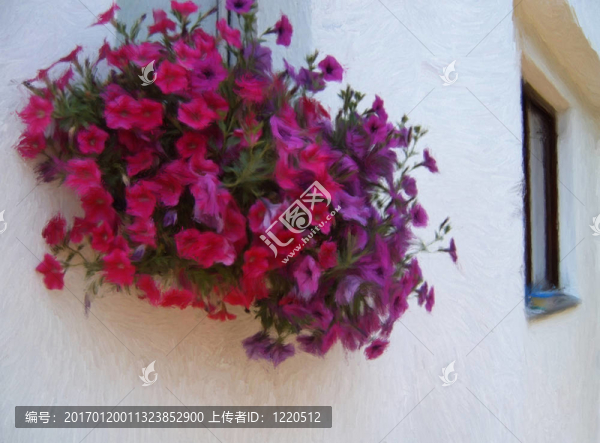 窗上的牽牛花