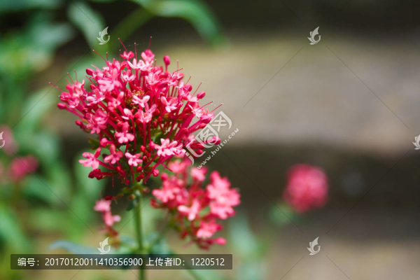 帶有焦點(diǎn)背景的紅色花