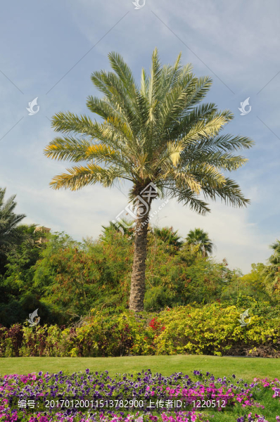迪拜棕櫚樹(shù)；在美國(guó)的首都，在美國(guó)的首都，在美國(guó)的首都