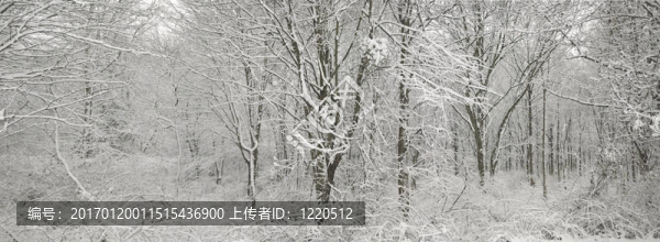 新鮮的雪全景