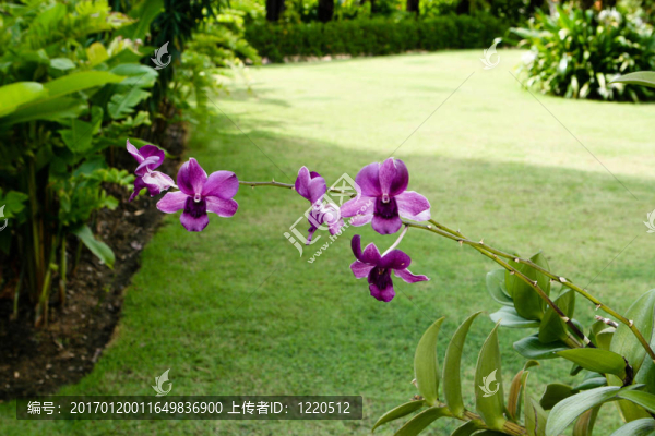 蘭花