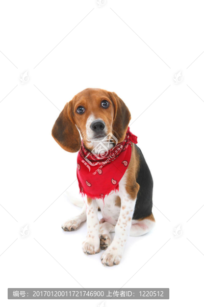 比格犬
