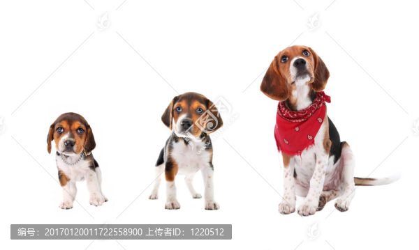 比格犬幼犬的生長(zhǎng)階段